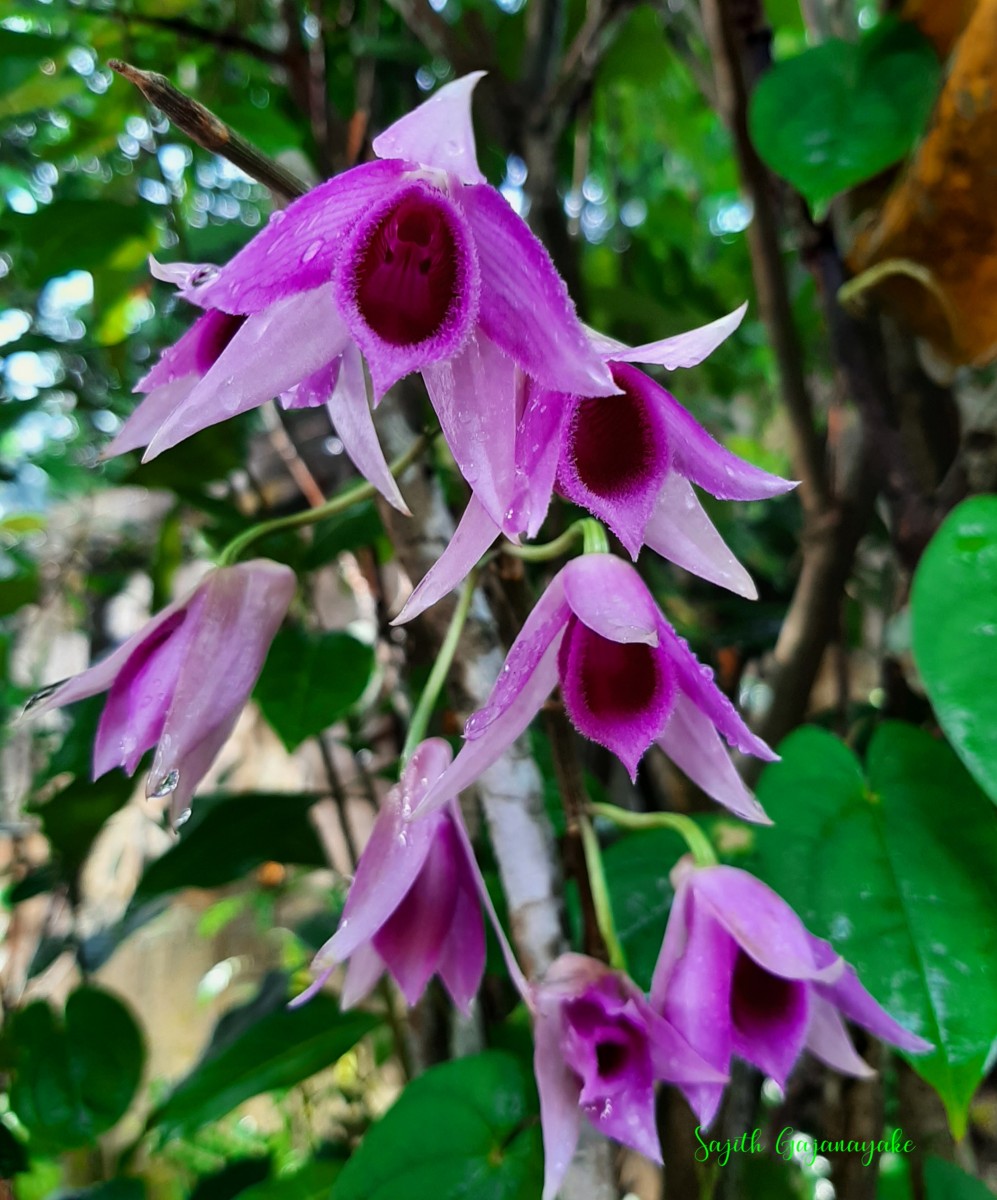 Dendrobium anosmum Lindl.